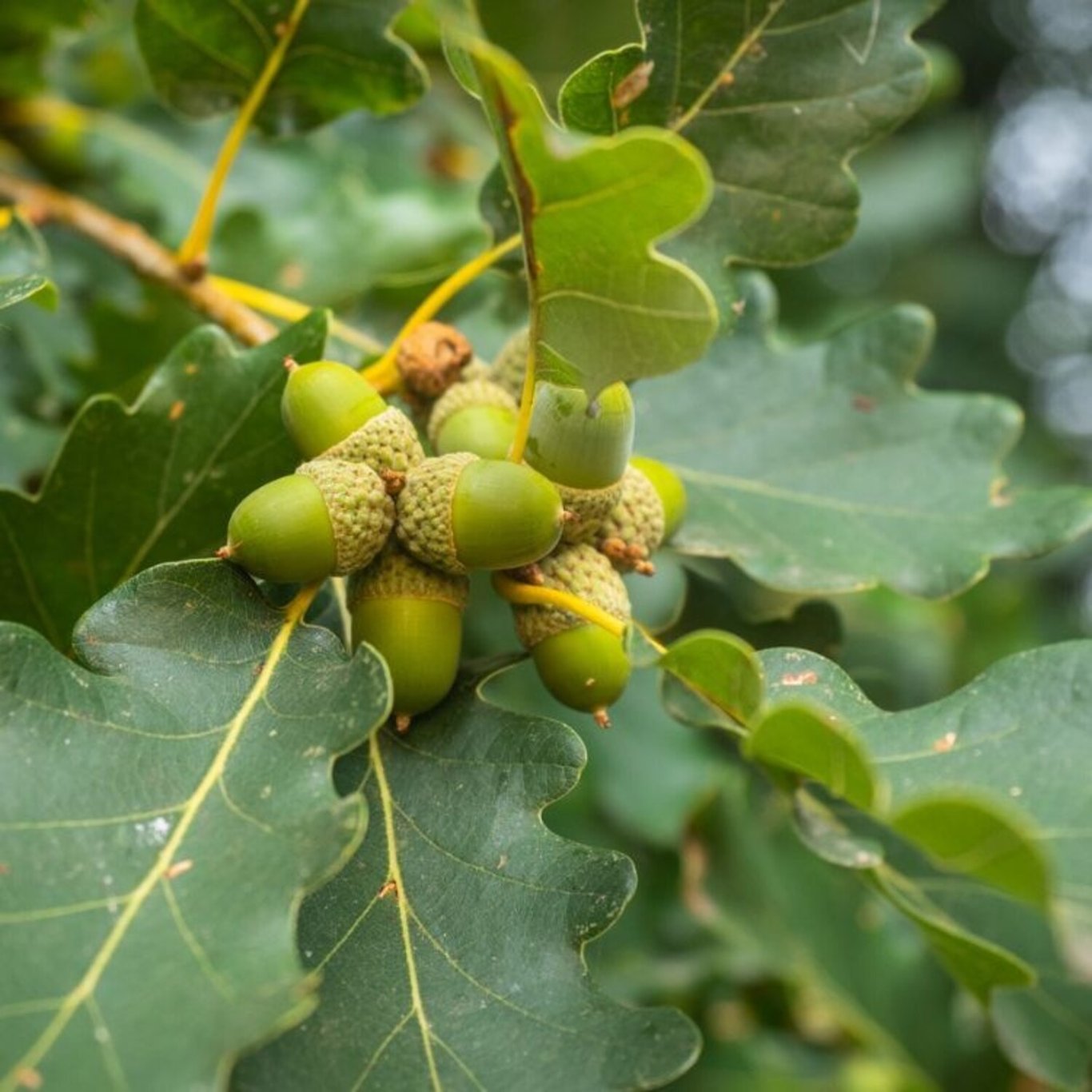 Quercus petraea - 50-80 CM bare root 1/1